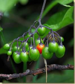 Solanum dulcamara...