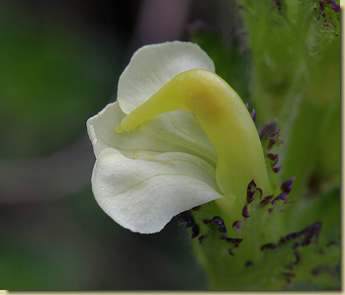 Pedicularis tuberosa...