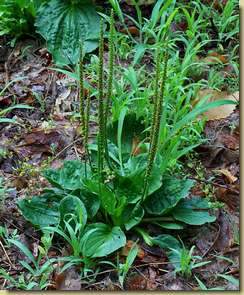 Plantago major...