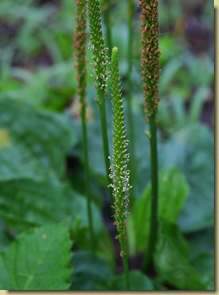 Plantago major...