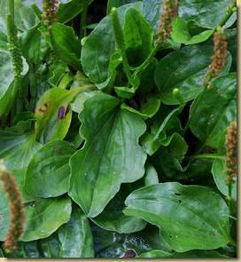 Plantago major...
