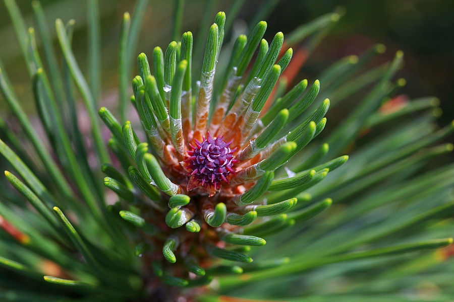 in Valgrande - Flora - Pino mugo