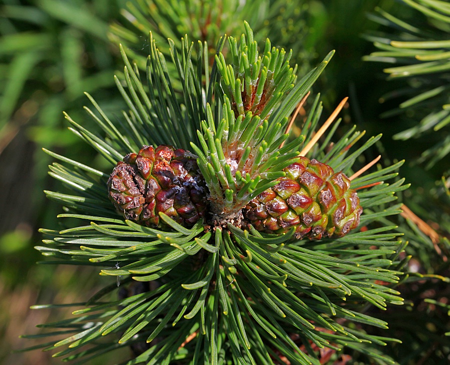 in Valgrande - Flora - Pino mugo