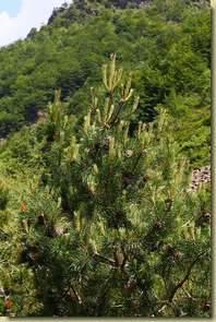 Pinus mugo...