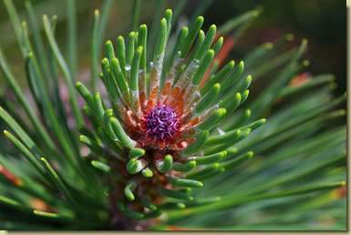 Pinus mugo...