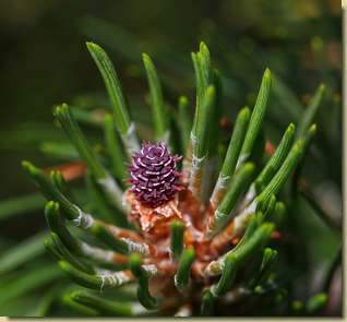 Pinus mugo...