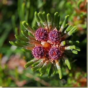 Pinus mugo...