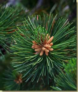 Pinus mugo...
