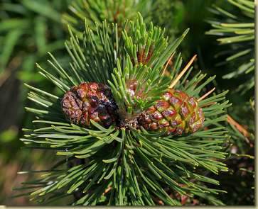 Pinus mugo...