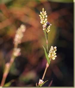 Persicaria lapathifolia...