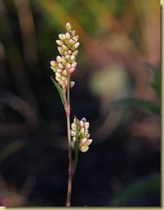 Persicaria lapathifolia...