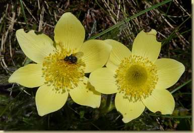 Pulsatilla alpina  subsp. apiifolia