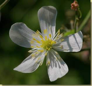 Ranunculus platanifolius...