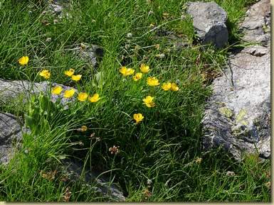 Ranunculus montanus...