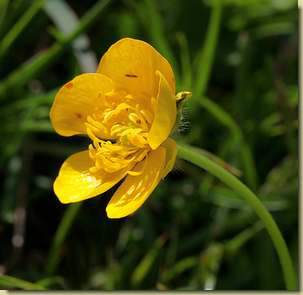 Ranunculus montanus...