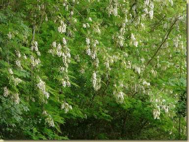 Robinia pseudoacacia...