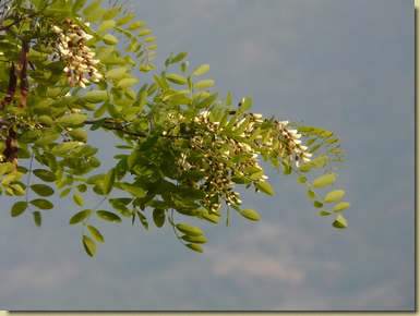 Robinia pseudoacacia...