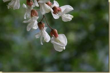 Robinia pseudoacacia...
