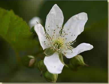 Rubus ulmifolius...