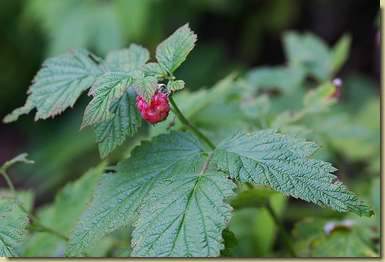 Rubus idaeus...