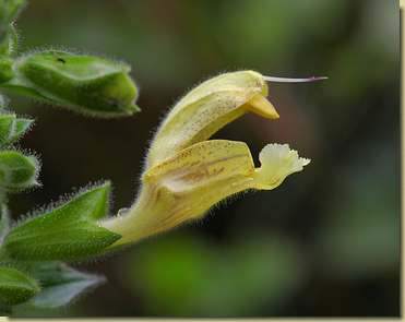 Salvia glutinosa...