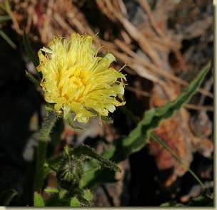 Hieracium intybaceum...