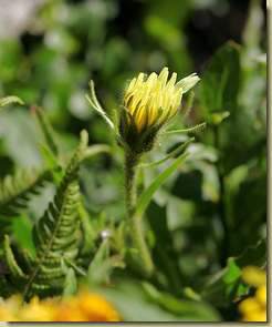 Hieracium intybaceum...