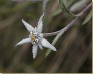 Leontopodium alpinum...