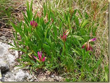 Trifolium alpinum...