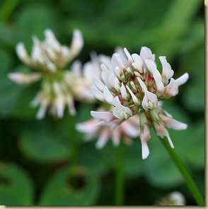 Trifolium repens...
