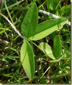 Trifolium montanum...