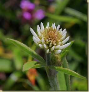 Trifolium montanum...