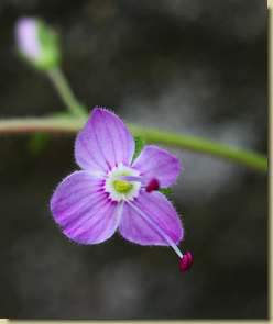 Veronica urticifolia...