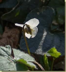 Viola alba Besser subsp. alba...