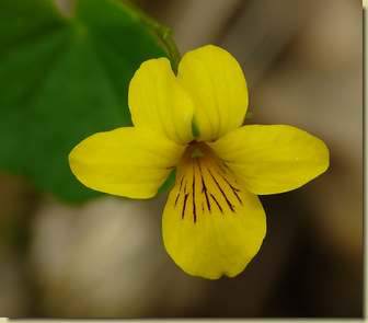 Viola biflora...