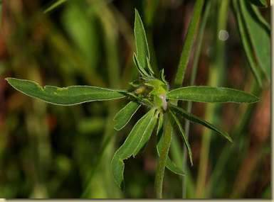 Anthyllis vulneraria...