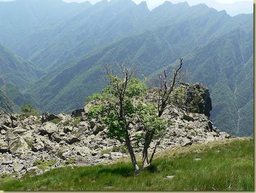 sul prato sospeso della quota 1804 m. 