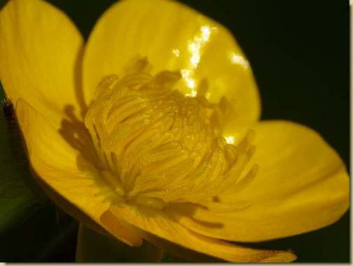 Ranunculus acris...