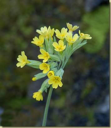 Primula veris...