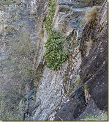 edera in verticale...