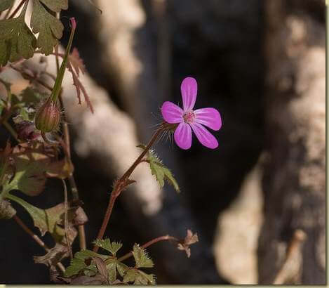 fioritura decembrina...