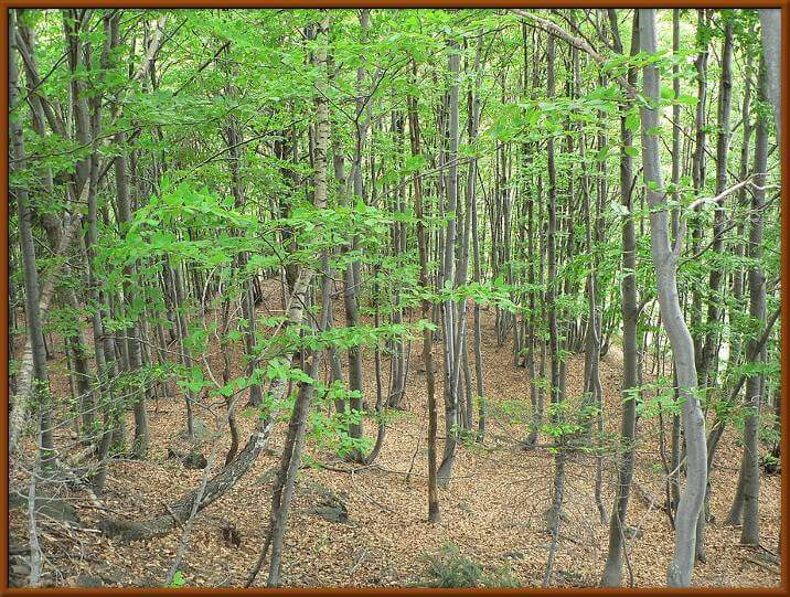 bosco in Valle Aperta...